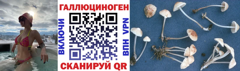 Галлюциногенные грибы Cubensis  как найти закладки  Элиста 
